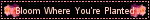 bloomblinkie.gif