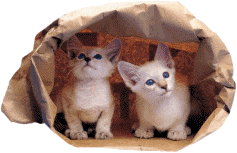 i134751556_51171.gif