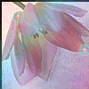 i62683830_97274.gif