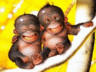 i68456808_13216.gif