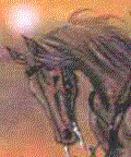 i92395504_35840.gif