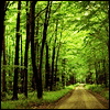 tree.gif